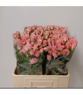 Rose Branchue Odilia 60 cm