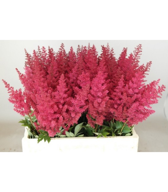 Astilbe paul Gaarde 55 cm