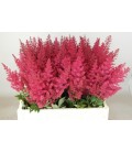 Astilbe paul Gaarde 60 cm