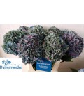 Hortensia Pimpernel cl 60 cm