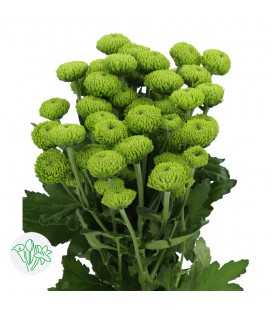 Chrysantheme T Deligreen 70 cm