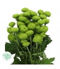 Chrysantheme T Deligreen 70 cm
