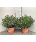 Aster mix Ø 19 h 30