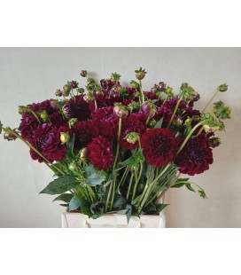 Dahlia Ball Gipsy Nigh 50 cm