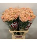 Oeillet Saona 65 cm