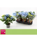 Hortensia M Ankong pot de 13 cm