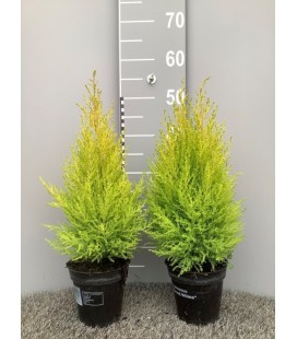 Goldcrest wilma pot de 13 50/55 cm