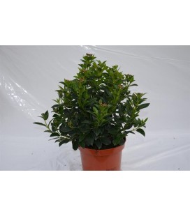 Viburnum tinus eve price Ø 19 h 40