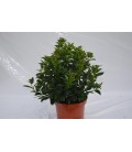 Viburnum tinus eve price Ø 19 h 40