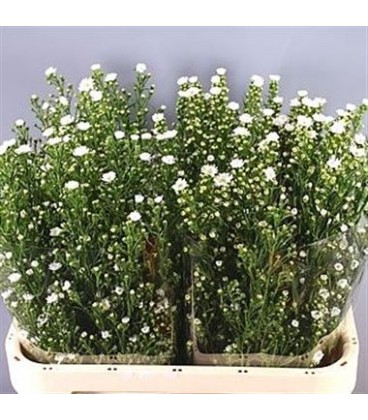 Aster Cha cha 80 CM