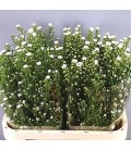 Aster Paquita blanc 70 cm