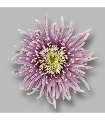 Chrysenthème Baltazar Intense 70 cm