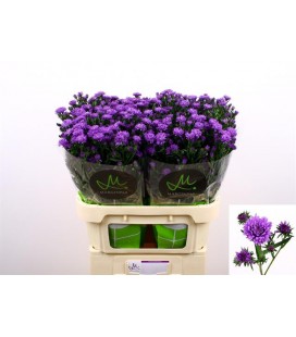 Aster Astee Dark Milka 80 cm