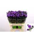 Aster Astee Dark Milka 80 cm