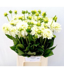 Dahlia Dec Polar Ice 45 cm