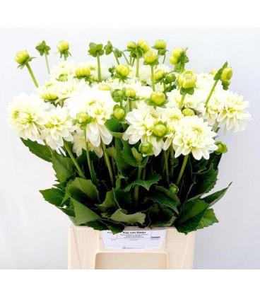 Dahlia Dec Polar Ice 50 cm