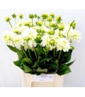 Dahlia Dec Polar Ice 45 cm