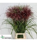 Miscanthus Rotfeder 85 cm