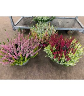 Calluna Coupe B-L Colour crown Ø27