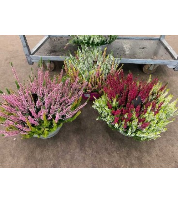 Calluna Coupe B-L Colour crown Ø27