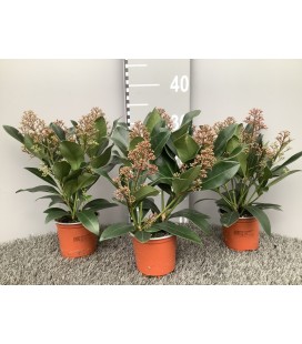 Skimmia Rubella 5fl+ Ø10.5