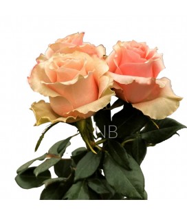 Rose Equat Carpe diem 50 cmx25