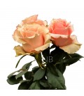 Rose Equat Carpe diem 50 cmx25