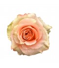 Rose Equat Carpe diem 50 cmx25