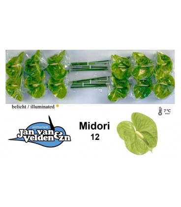Anthurium Midori par 12 diam 13 cm