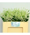 Astilbe Washington 50cm