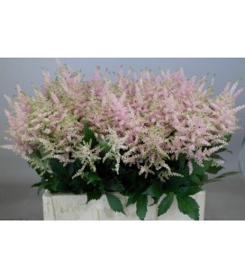 Astilbe Europa 60 cm