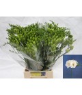 Freesia Versailles 55 cm