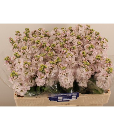 Giroflée Stox Silver 55 cm