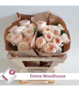 Rose Emma Woodhouse 60 cm