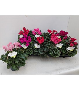 Cyclamen Metis Crispi Ø10.5