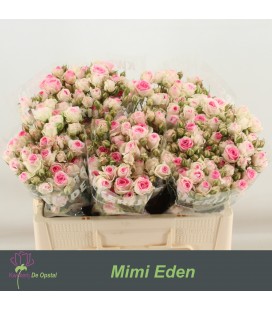 Rose Branchue Mini Eden 50 cm