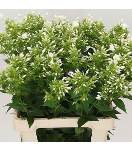 Phlox Whitecap 60 cm