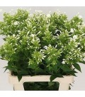 Phlox Whitecap 60 cm