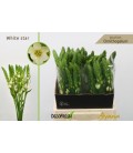 Ornithogalum Thy White Star 40 cm