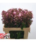 Phlox Bri eyes 60 cm