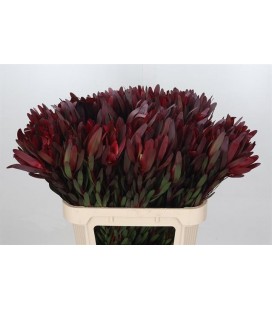 Leucadendron sunset  60 cm