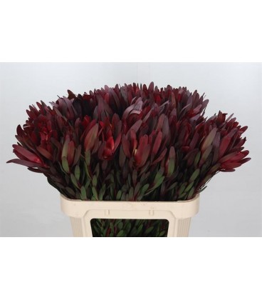Leucadendron 80cm