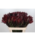 Leucadendron 80cm