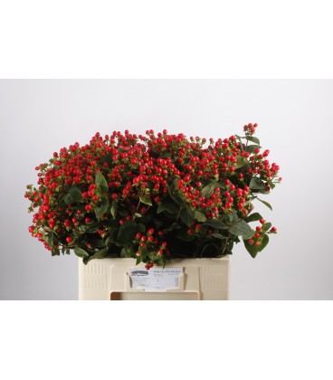 Hypericum Coco Rio 65 cm