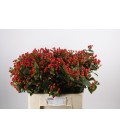 Hypericum Coco Rio 65 cm