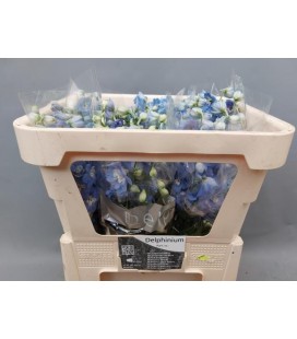 Delphinium Centurion Skyblu 60 cm