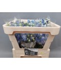 Delphinium Centurion Skyblu 80 cm