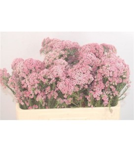 Ozothamus Cooks pink 50 cm