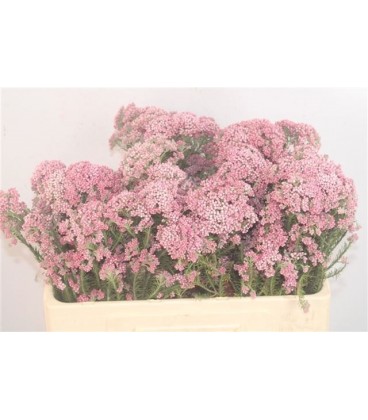 Ozothamus Cooks pink 60 cm