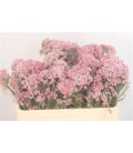 Ozothamus Cooks pink 50 cm